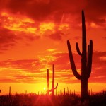Burning-Sunset-Saguaro-National-Park-Arizona